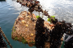 Technology section: Alternative methods for environmentally friendly fouling control